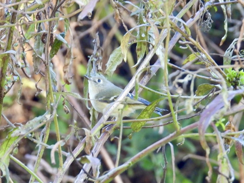 Ruby-crowned Kinglet - ML645398428