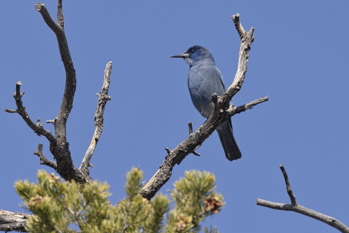Pinyon Jay - ML645398435