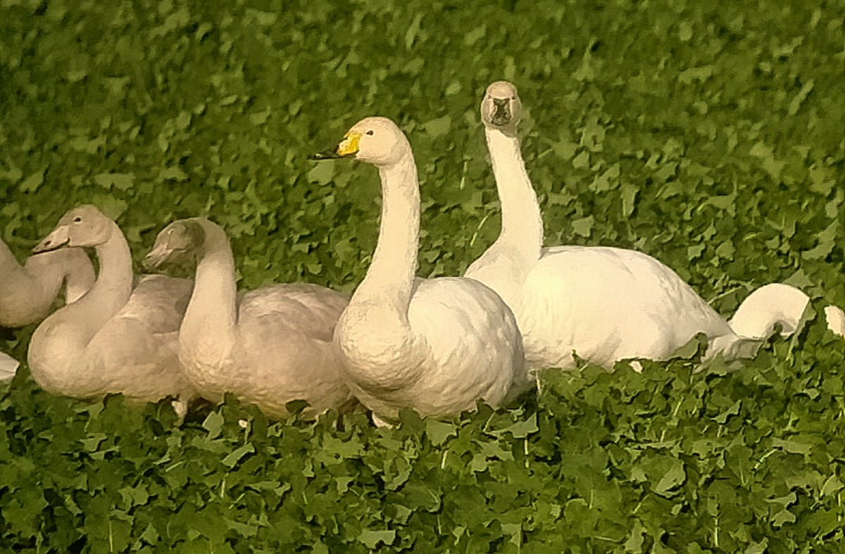 Whooper Swan - ML645398436
