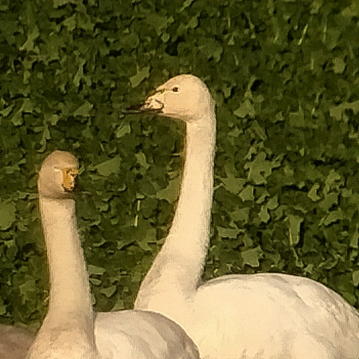 Whooper Swan - ML645398437