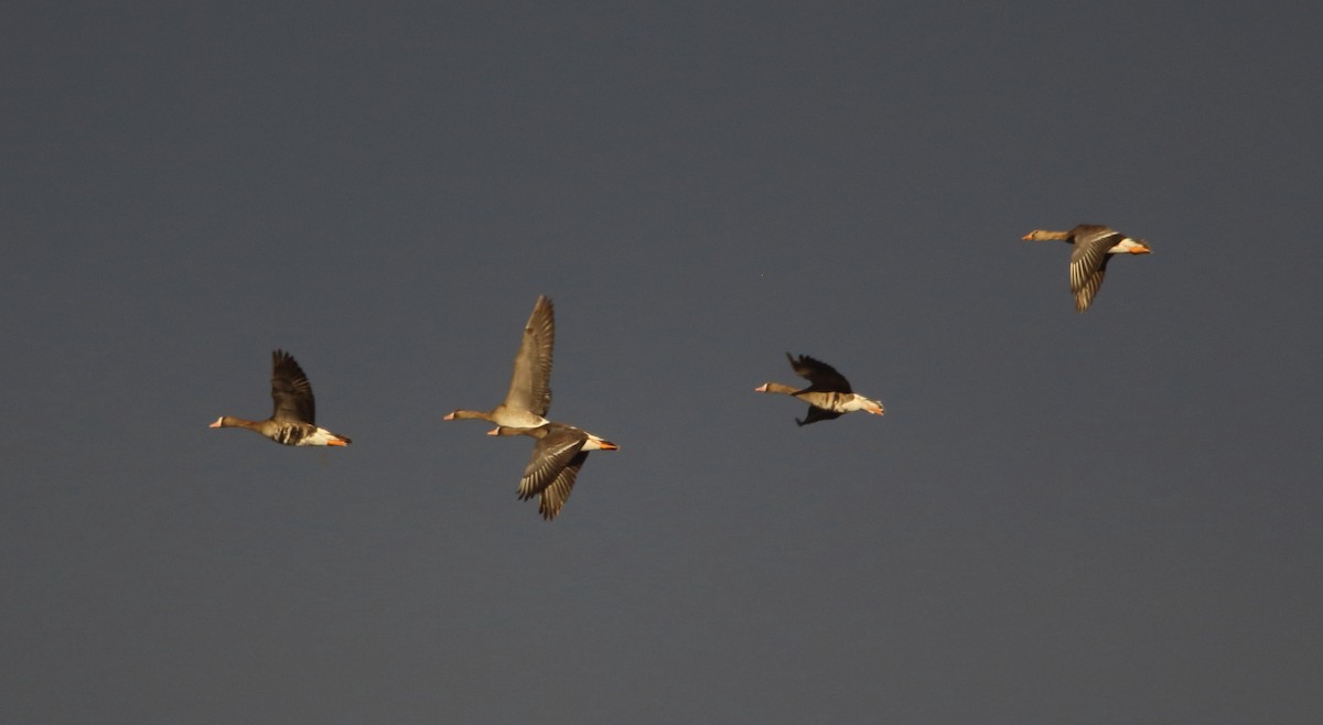 Greater White-fronted Goose - ML645398441