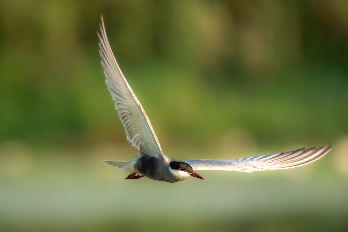 Mignattino piombato - ML645398442