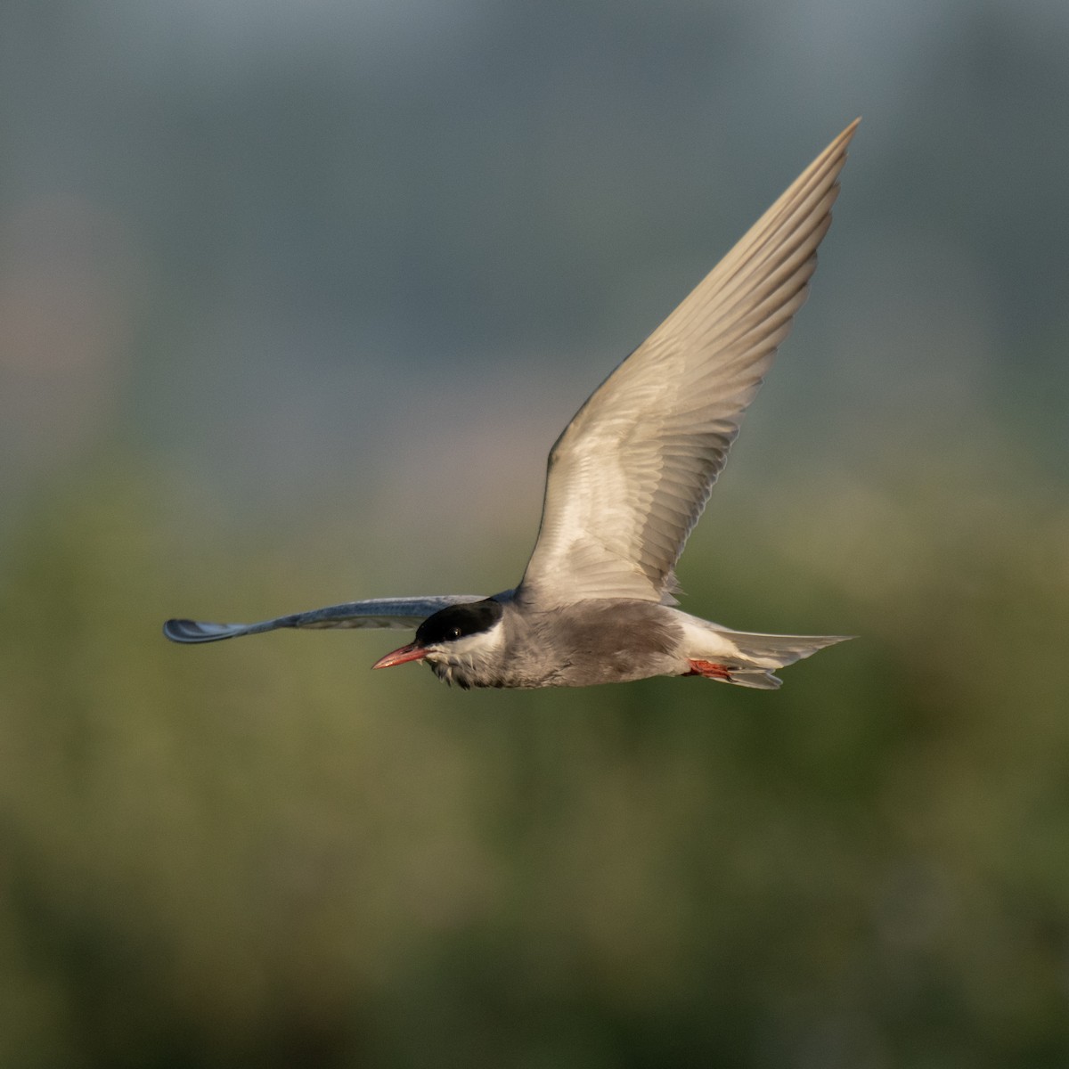 Mignattino piombato - ML645398443