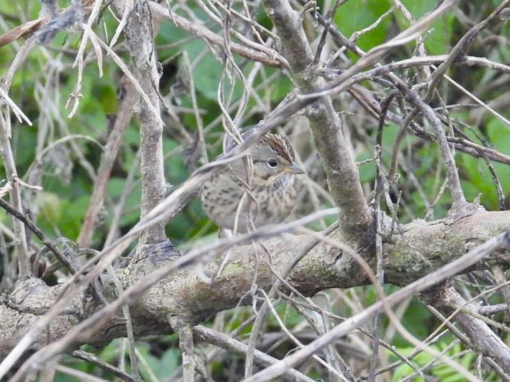 Lincoln's Sparrow - ML645398451
