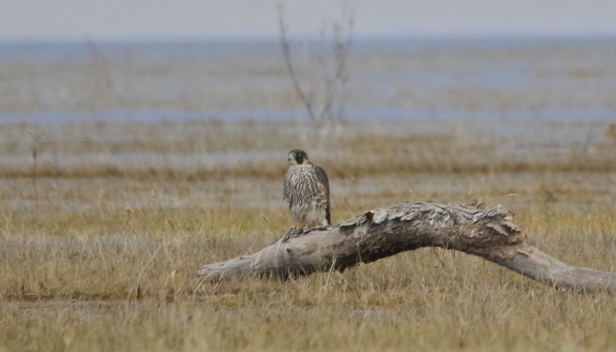 Peregrine Falcon - ML645398454