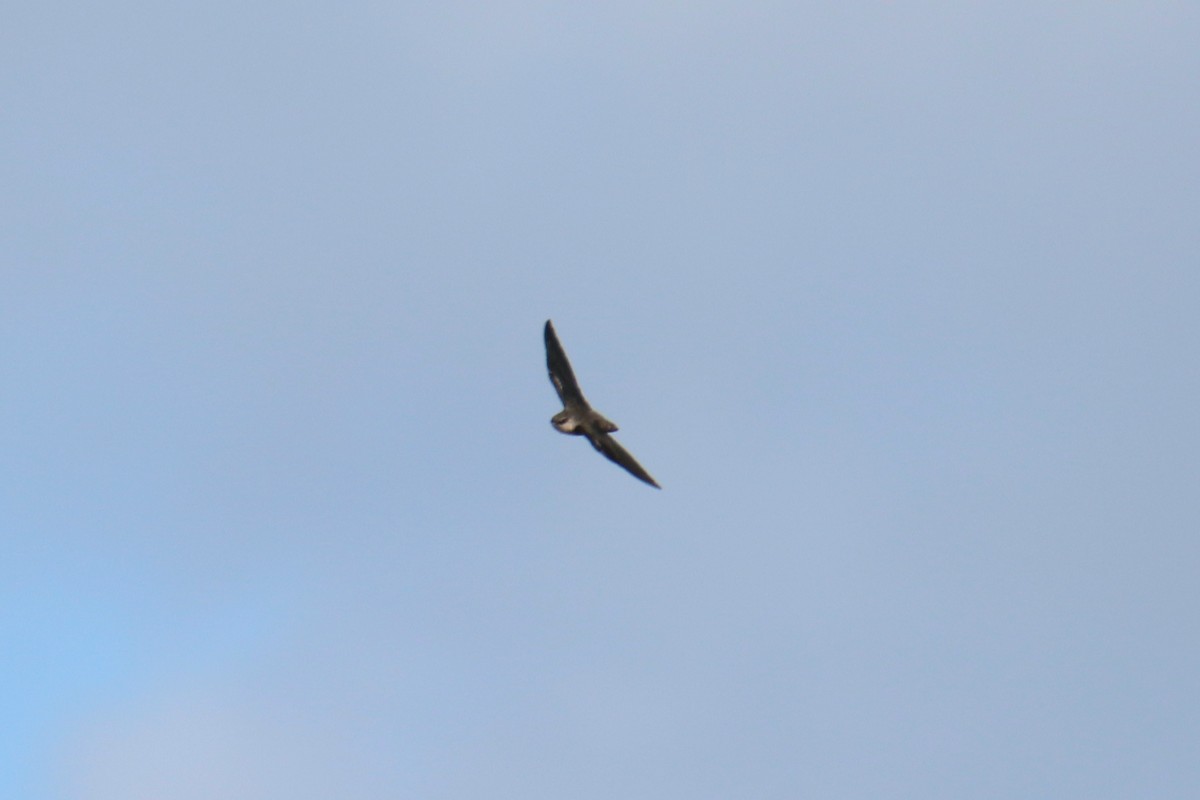 Chimney Swift - ML645398466