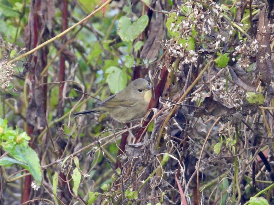 Common Yellowthroat - ML645398467