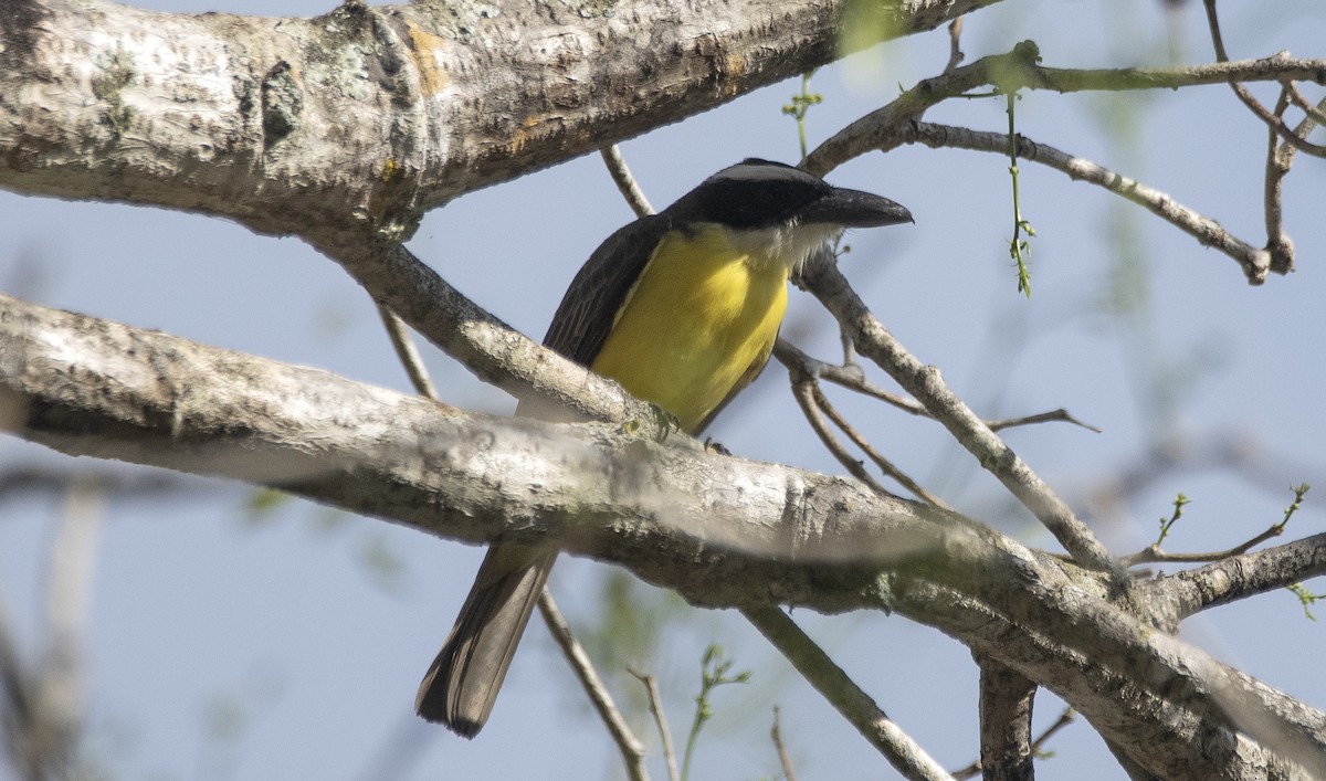 Boat-billed Flycatcher - ML645398492