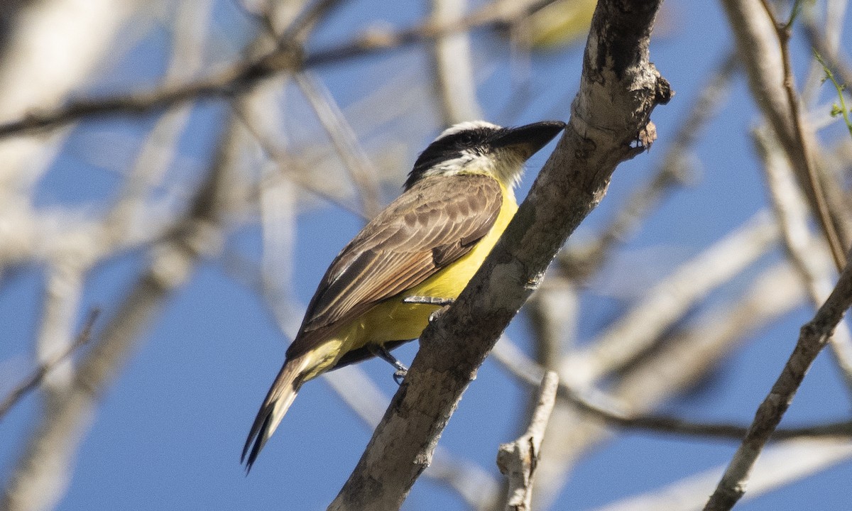 Boat-billed Flycatcher - ML645398493