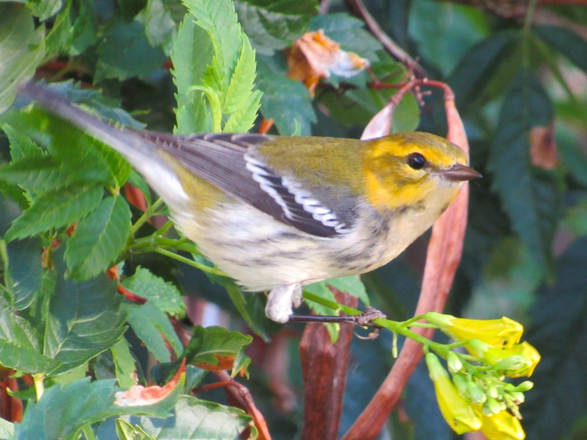 Black-throated Green Warbler - ML645398495