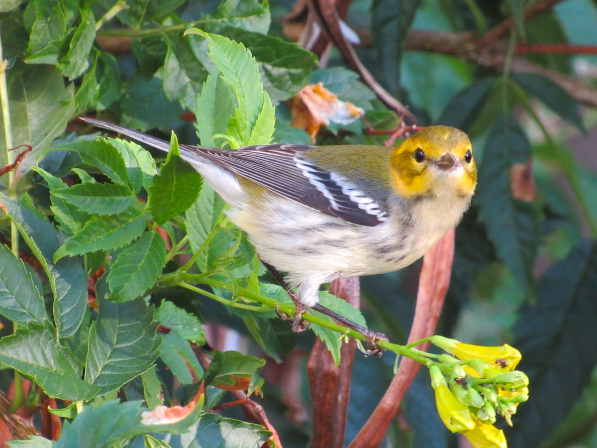 Black-throated Green Warbler - ML645398496