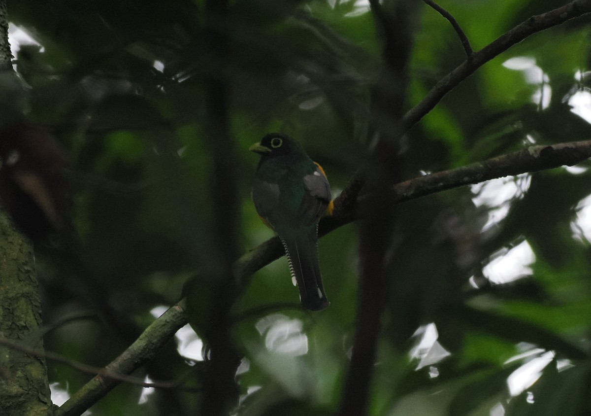 Amazonian Black-throated Trogon - ML645398507