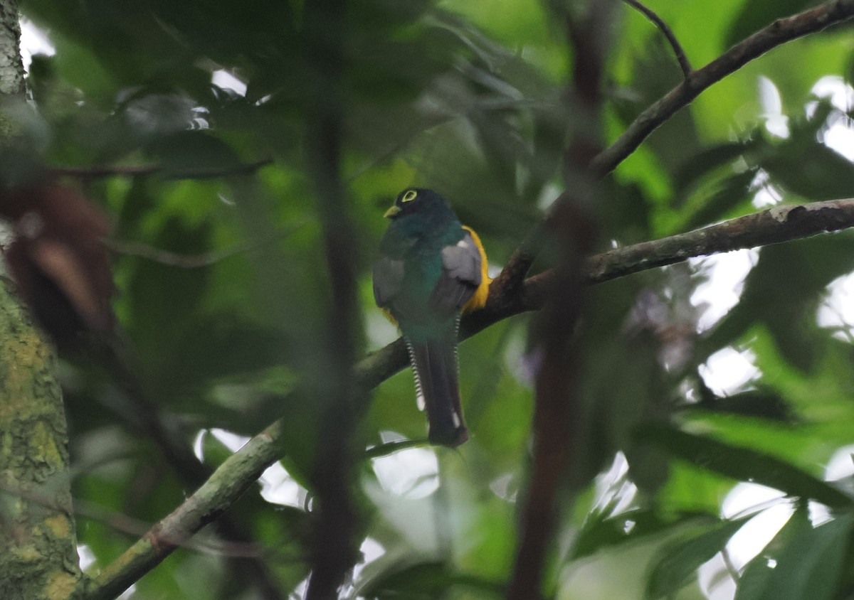 Amazonian Black-throated Trogon - ML645398508