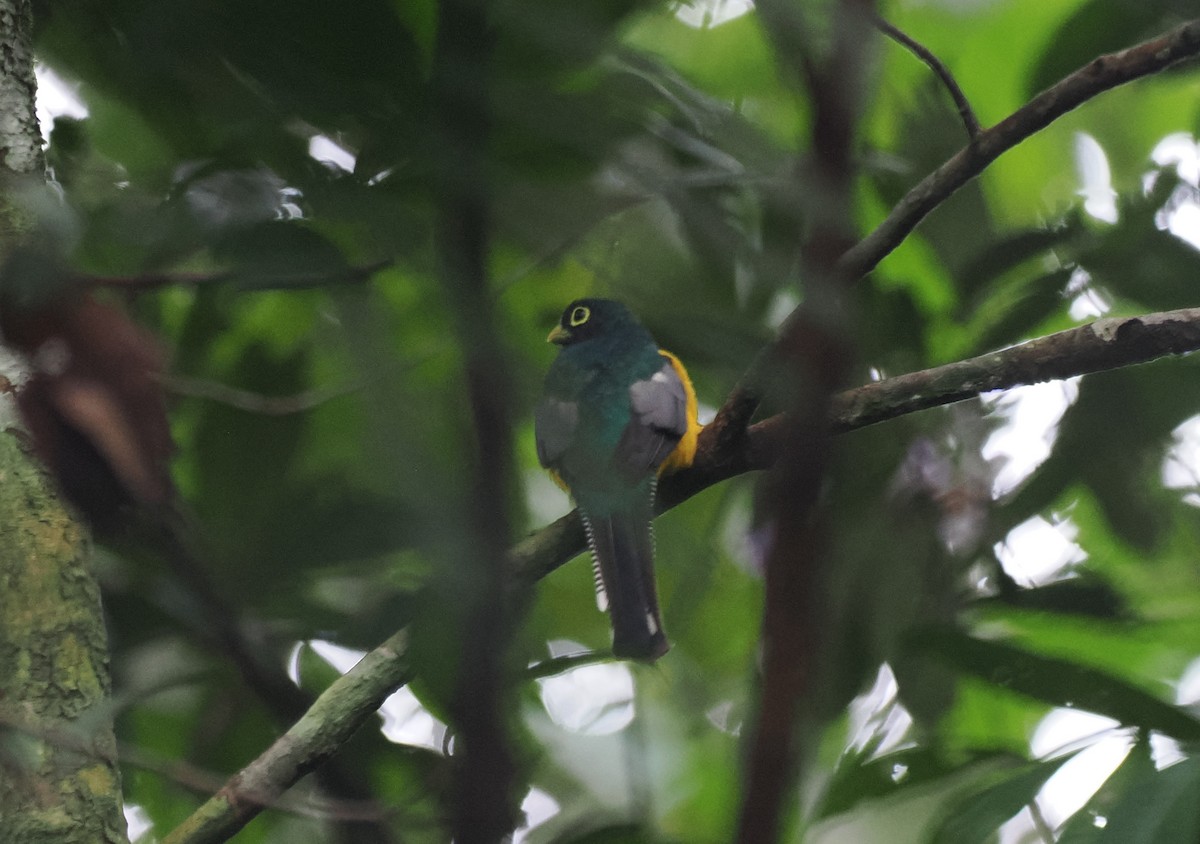 Amazonian Black-throated Trogon - ML645398509