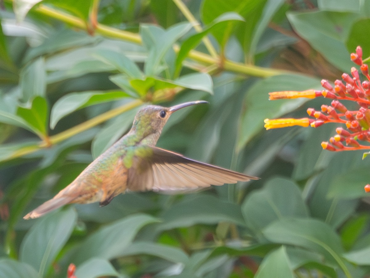 Buff-bellied Hummingbird - ML645398535