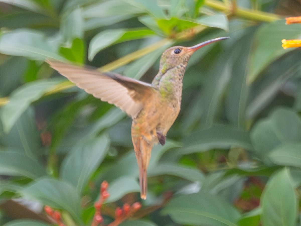 Buff-bellied Hummingbird - ML645398536