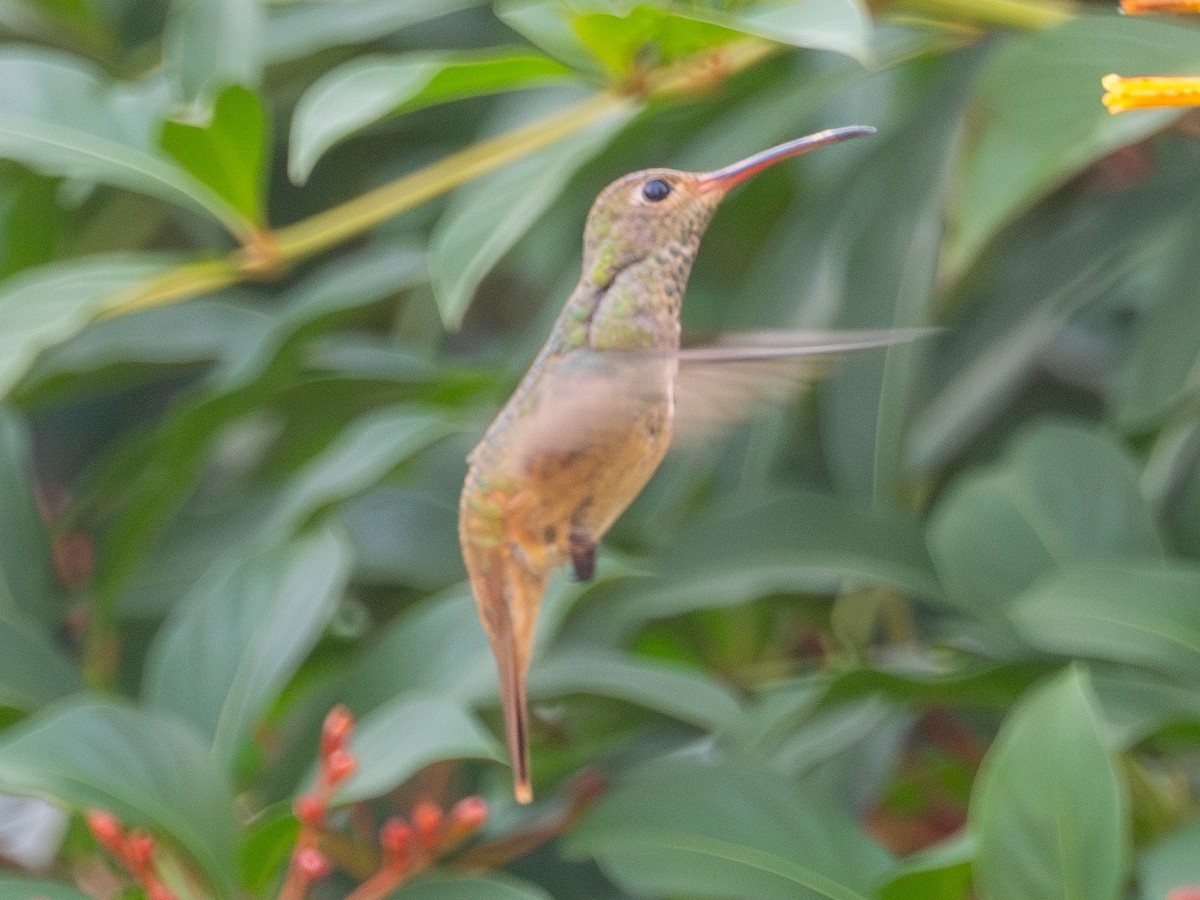 Buff-bellied Hummingbird - ML645398537