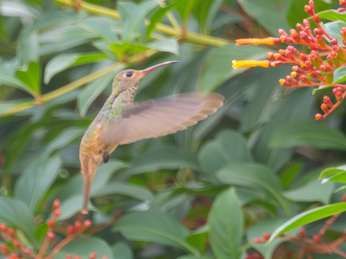 Buff-bellied Hummingbird - ML645398538