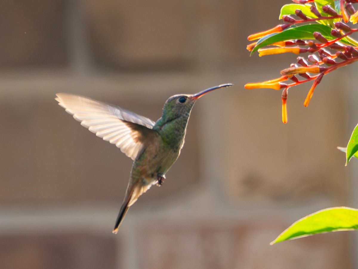 Buff-bellied Hummingbird - ML645398539