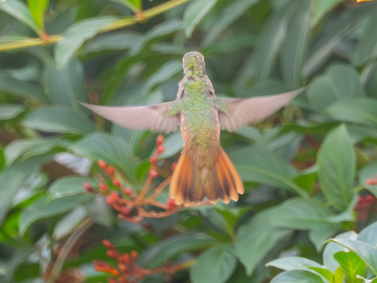 Buff-bellied Hummingbird - ML645398540