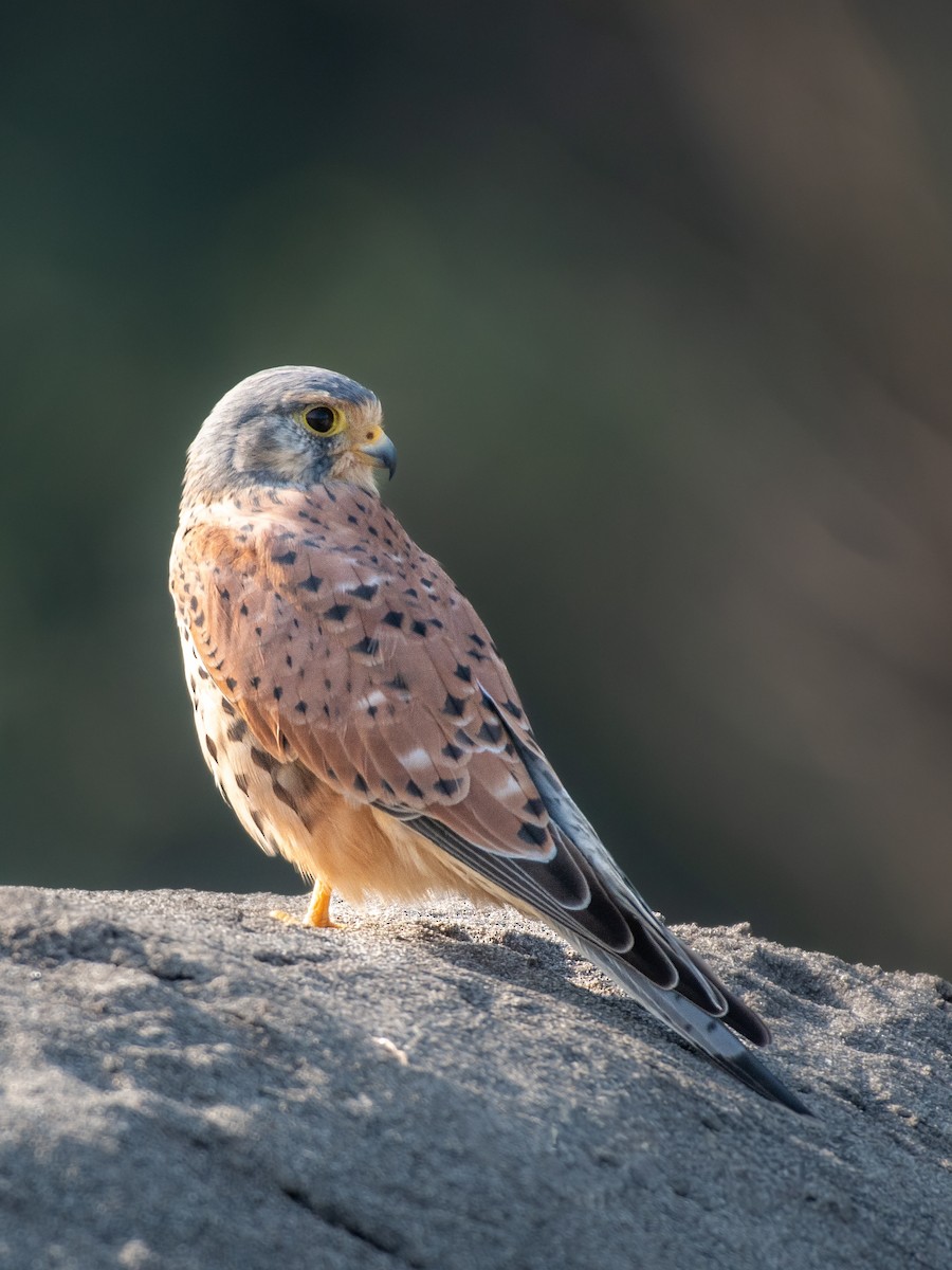 Gheppio - ML645398543