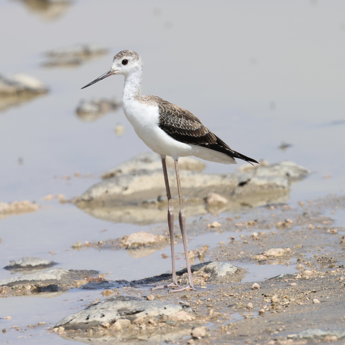 高蹺鴴 - ML645398546