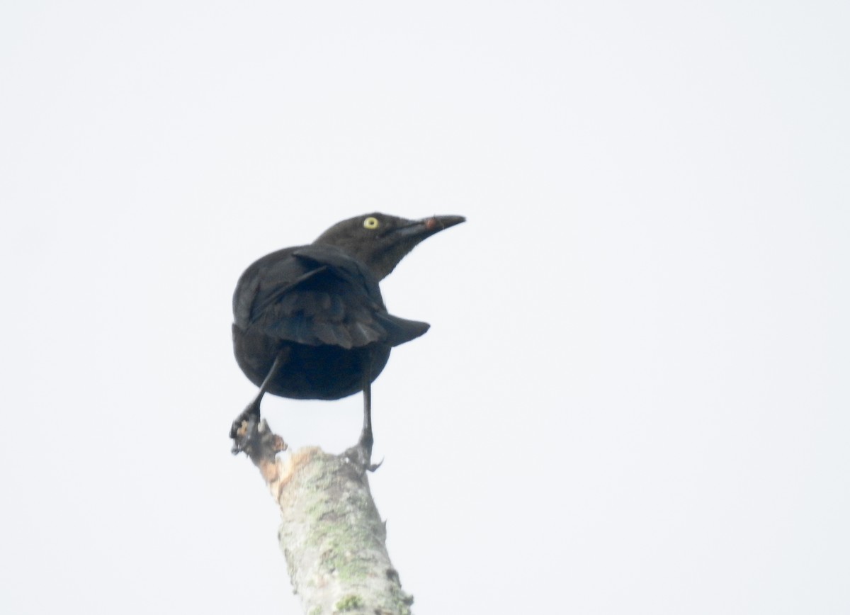 Carib Grackle - ML645398547