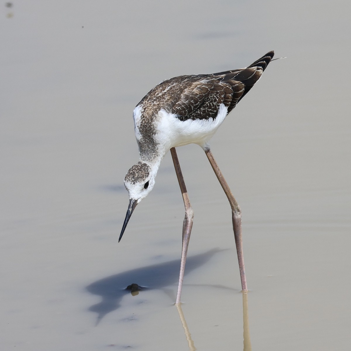 高蹺鴴 - ML645398551