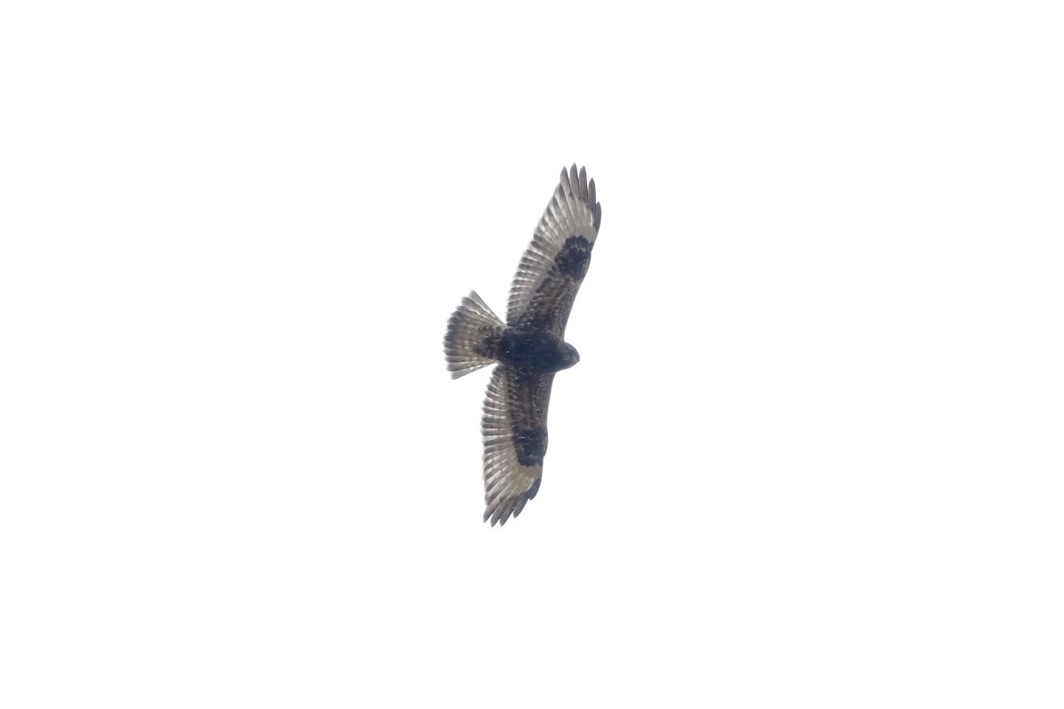 Rough-legged Hawk - ML645398552