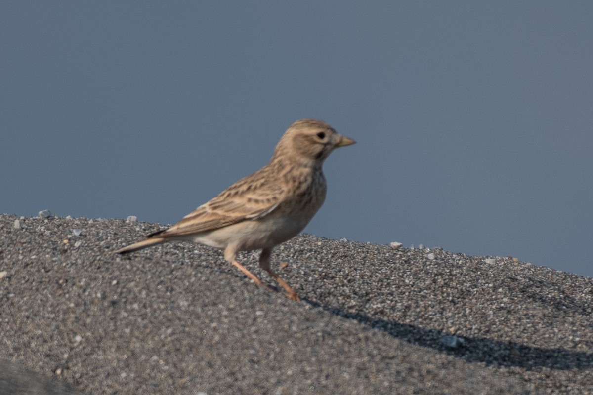 Turkestan Short-toed Lark - ML645398557