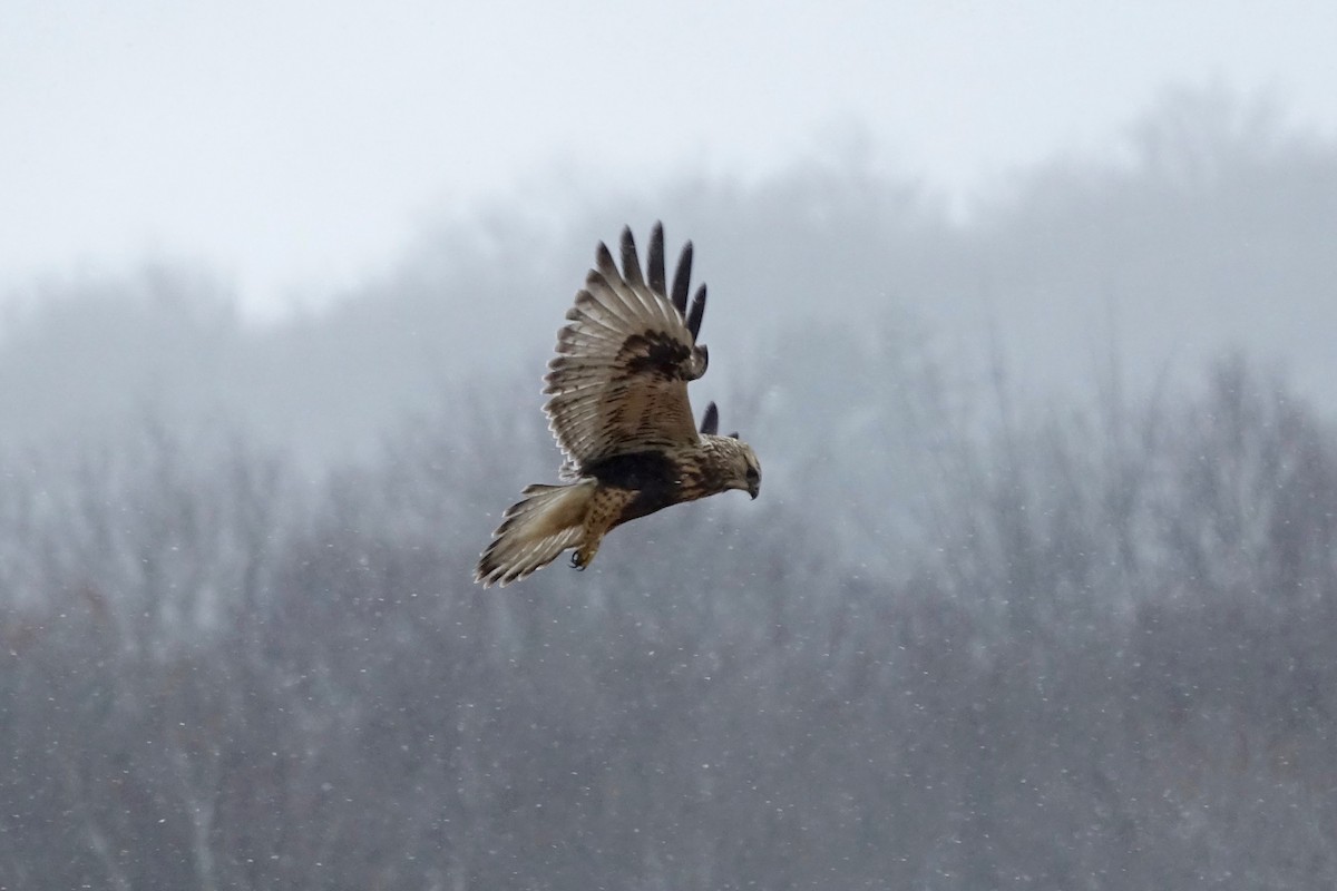 Rough-legged Hawk - ML645398561