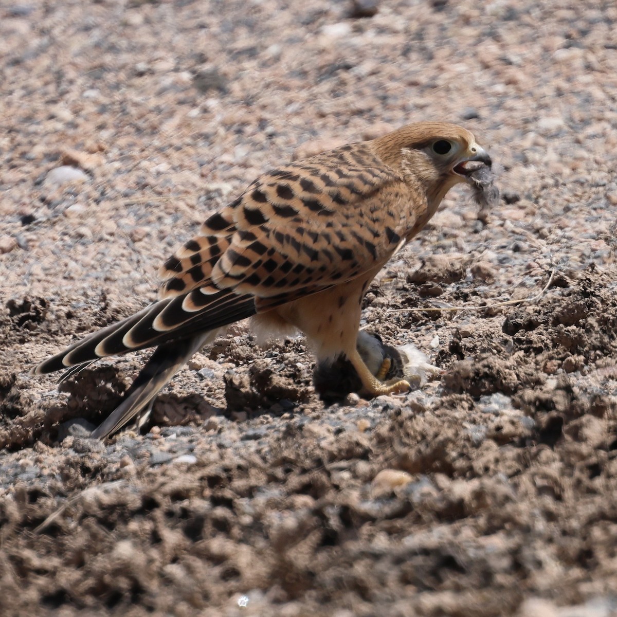 Cernícalo Ojiblanco - ML645398565