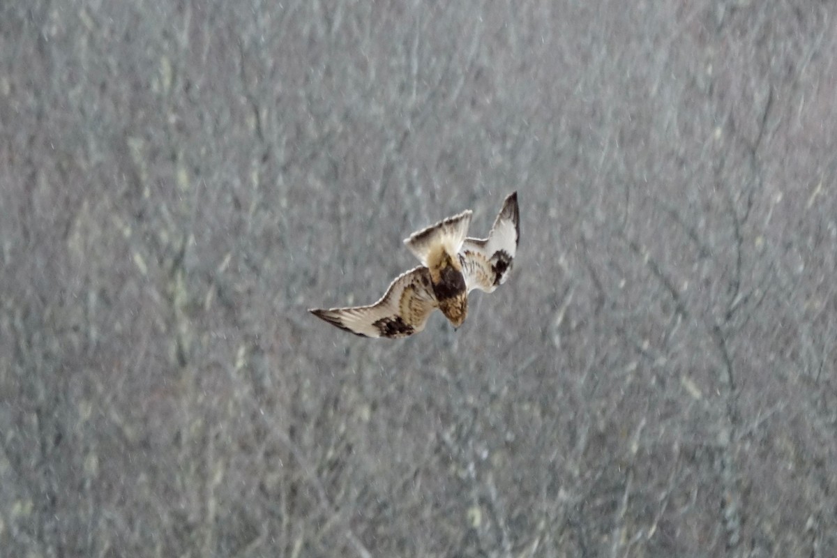 Rough-legged Hawk - ML645398567