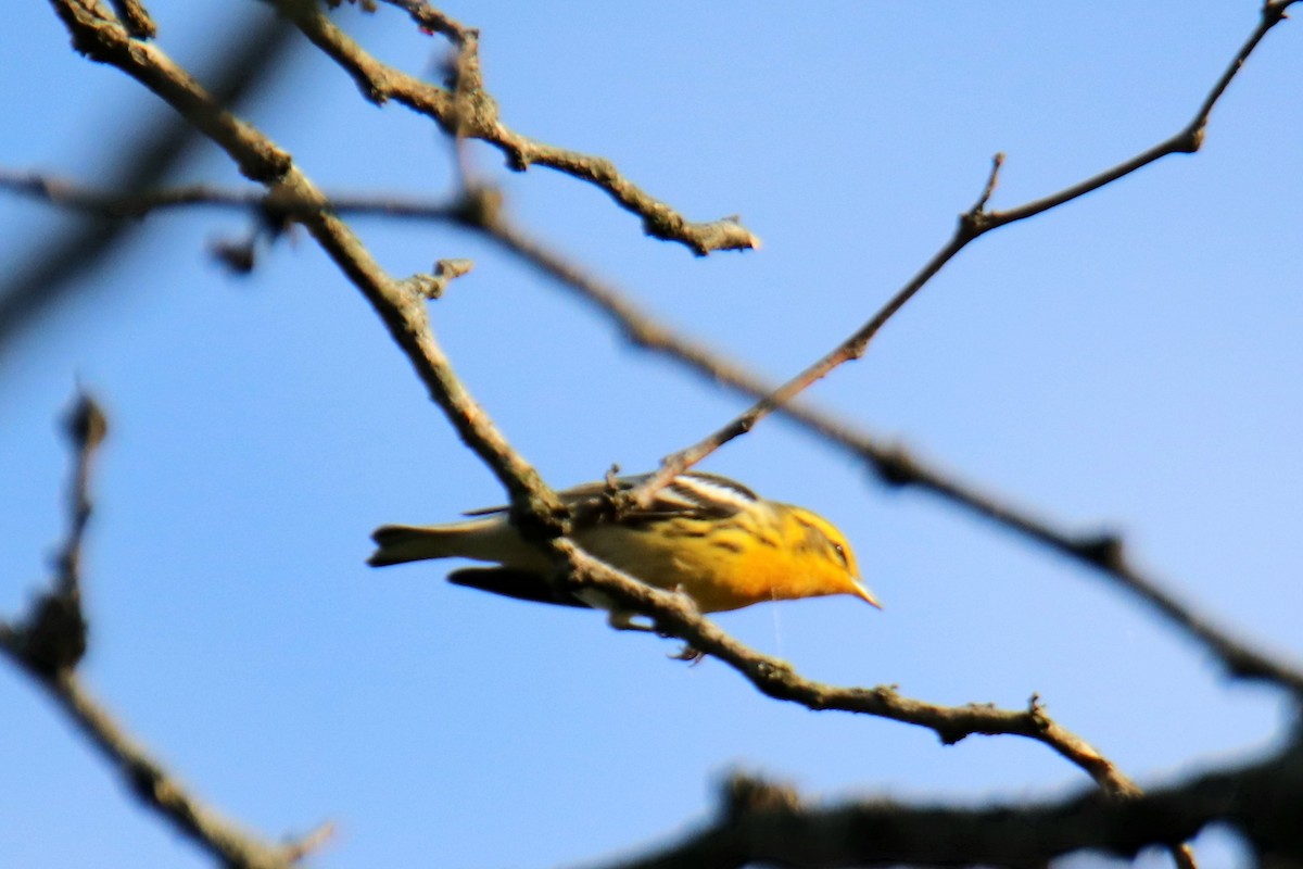 Reinita Gorjinaranja - ML645398573