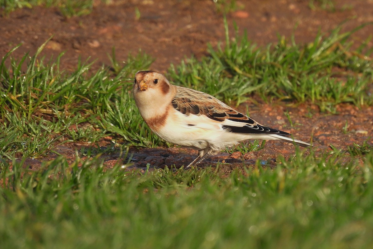 Snow Bunting - ML645398579