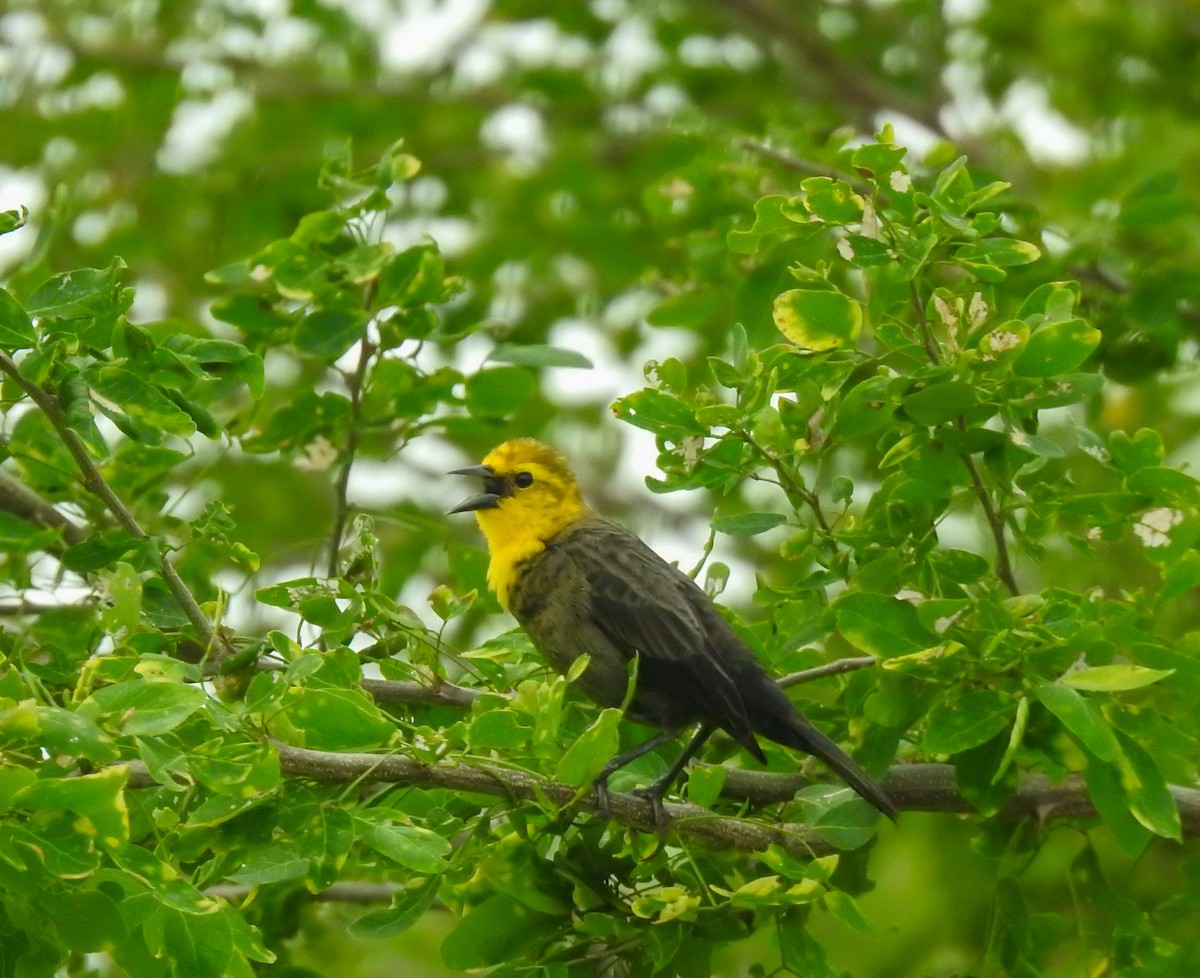 Yellow-hooded Blackbird - ML645398584