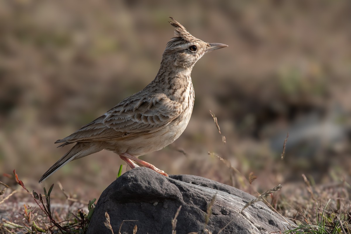 Allodola - ML645398585