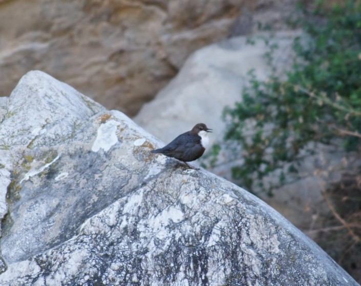 White-throated Dipper - ML645398595