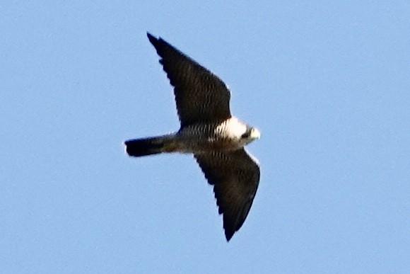 Peregrine Falcon - ML645398601