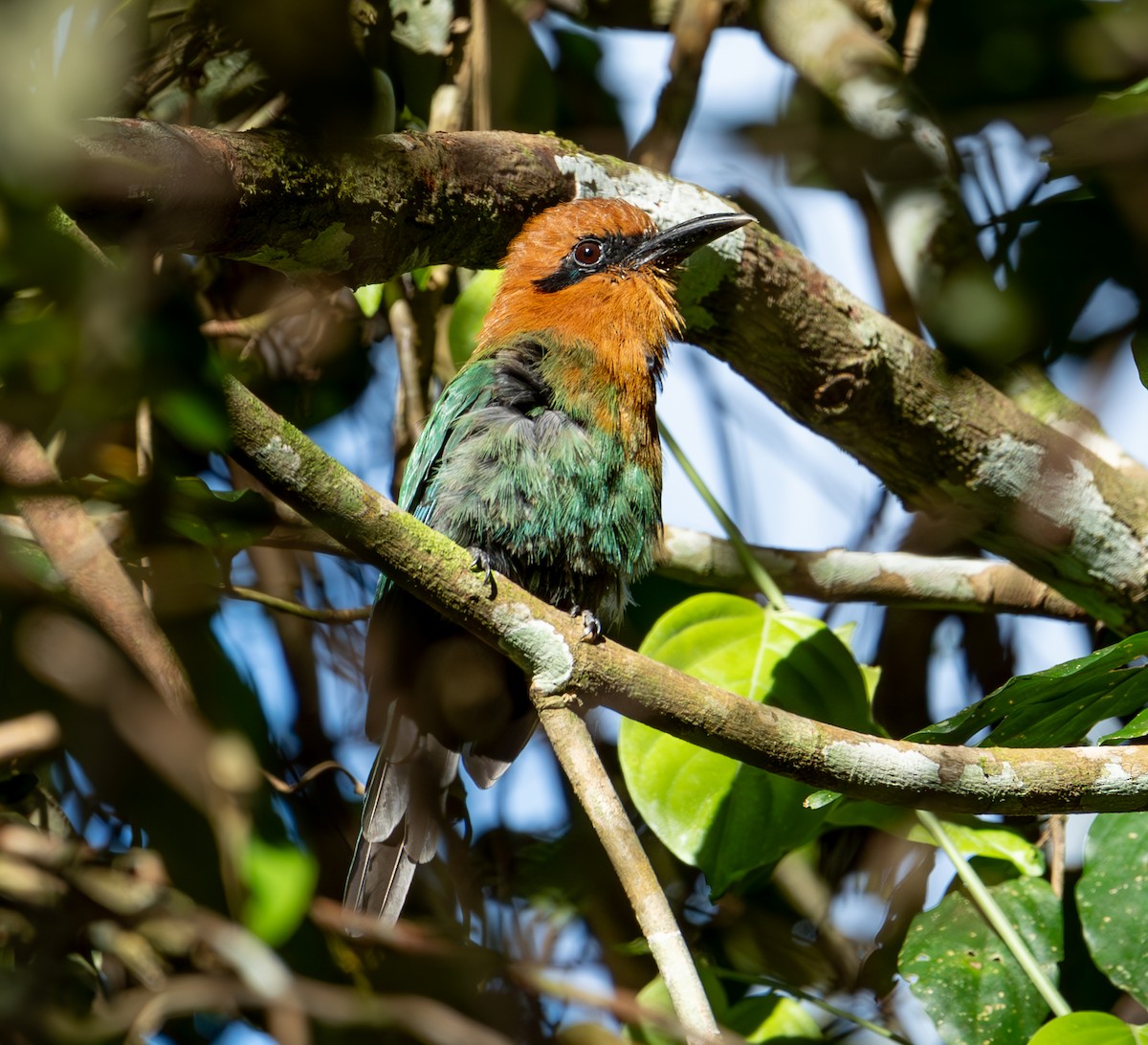 Broad-billed Motmot - ML645398642