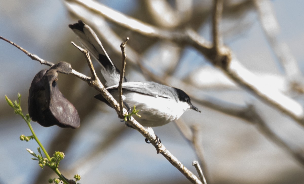 Amazonasmückenfänger (atricapilla) - ML645398650