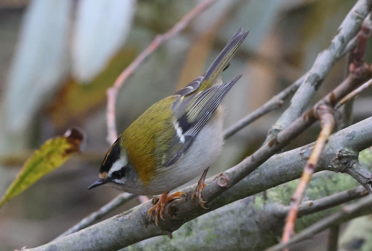 Common Firecrest - ML645398653