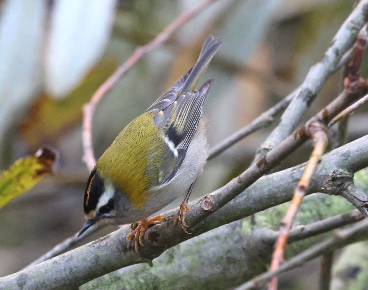 Common Firecrest - ML645398654