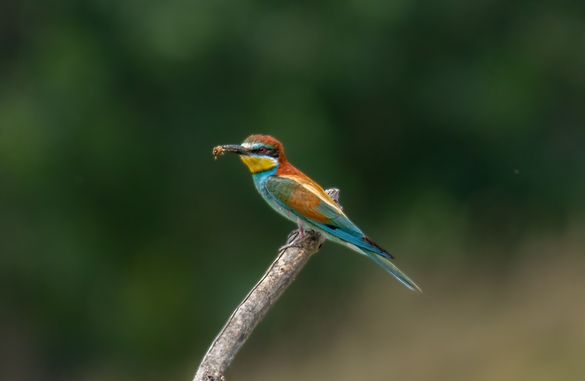 Gruccione - ML645398656