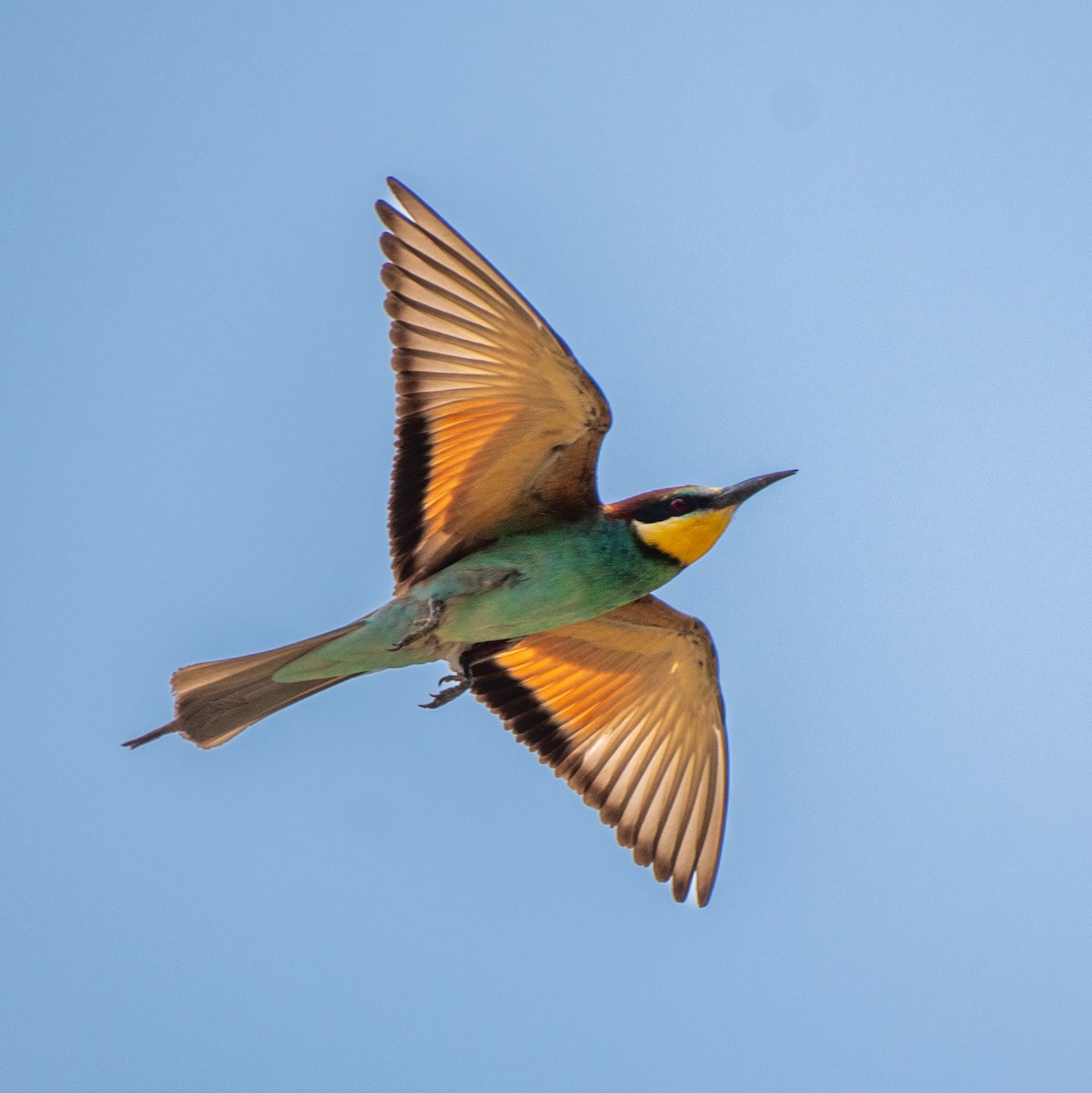 Gruccione - ML645398658