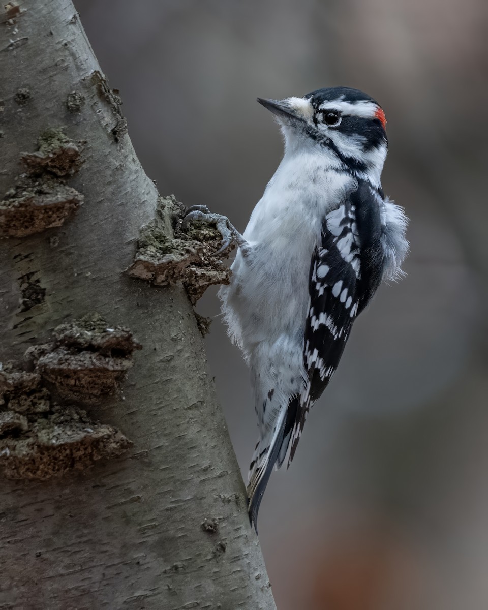Downy Woodpecker - ML645398659