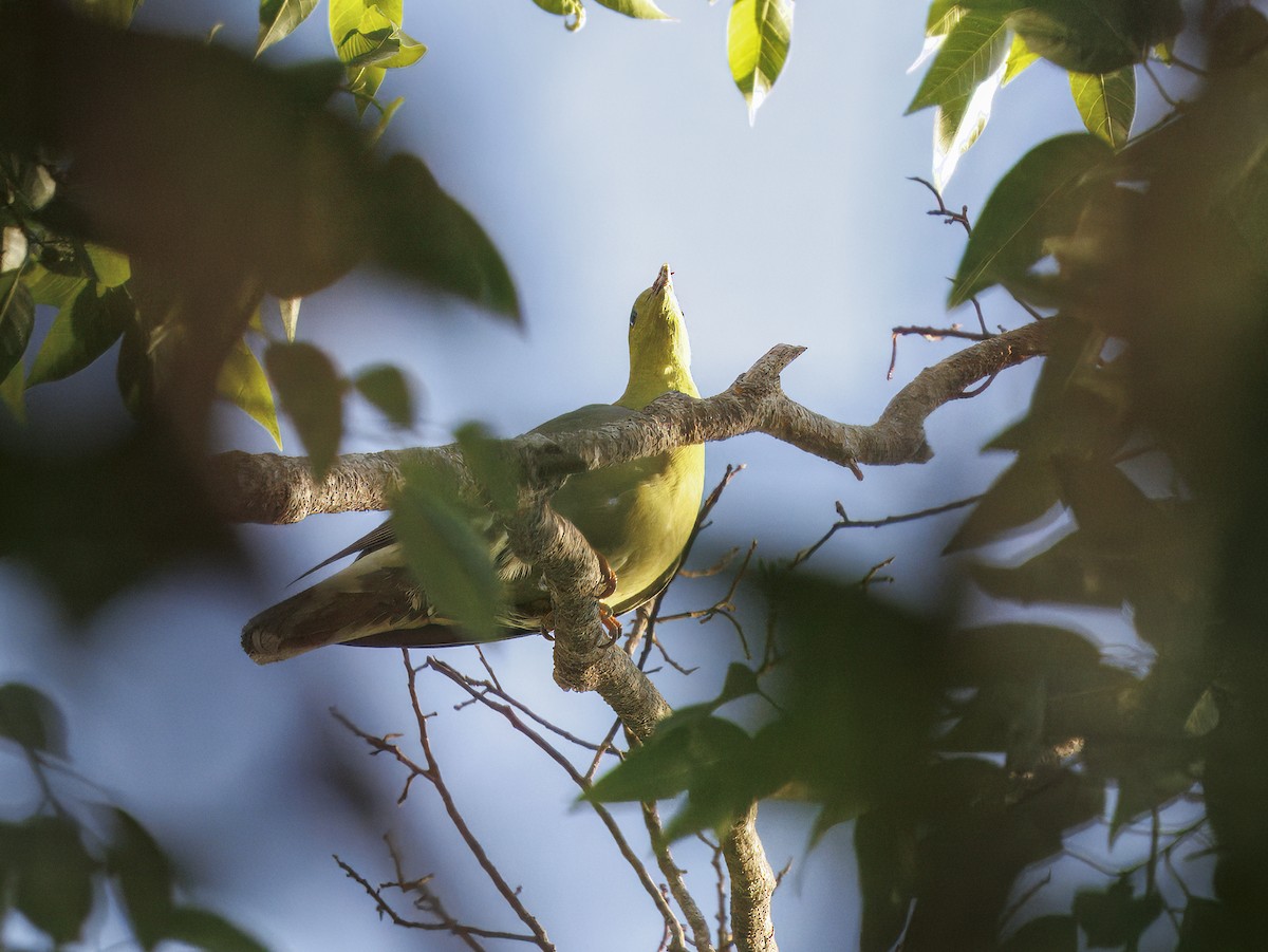 マダガスカルアオバト - ML645398661