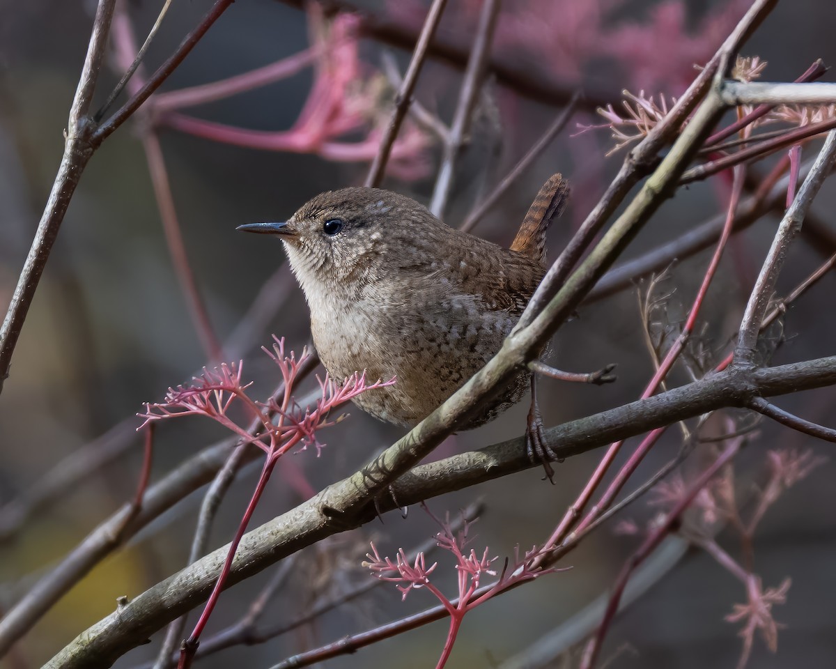 Winter Wren - ML645398666