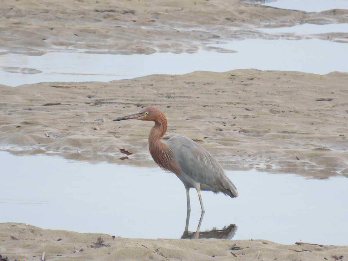 Reddish Egret - ML645398670