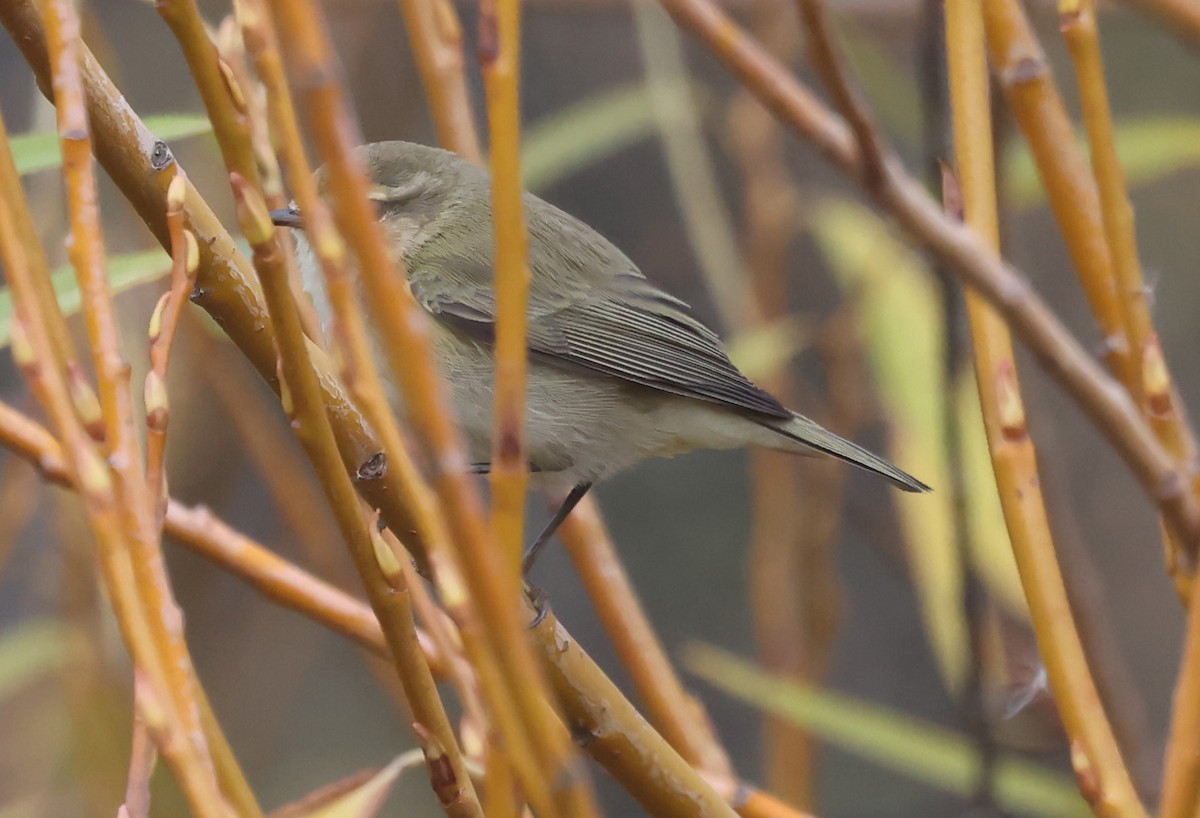 嘰喳柳鶯 - ML645398731